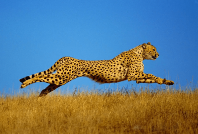 Koşan Çita Fotoğrafı