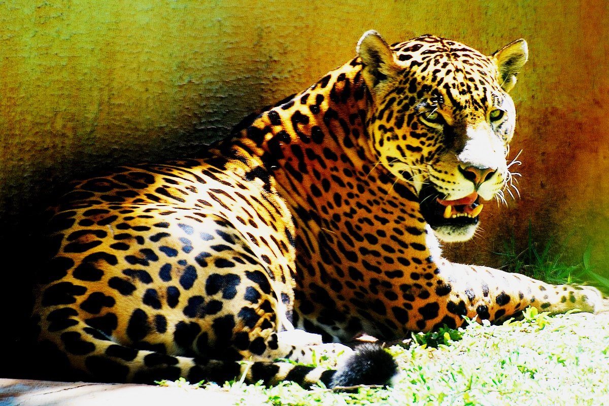 Poz Veren Jaguar